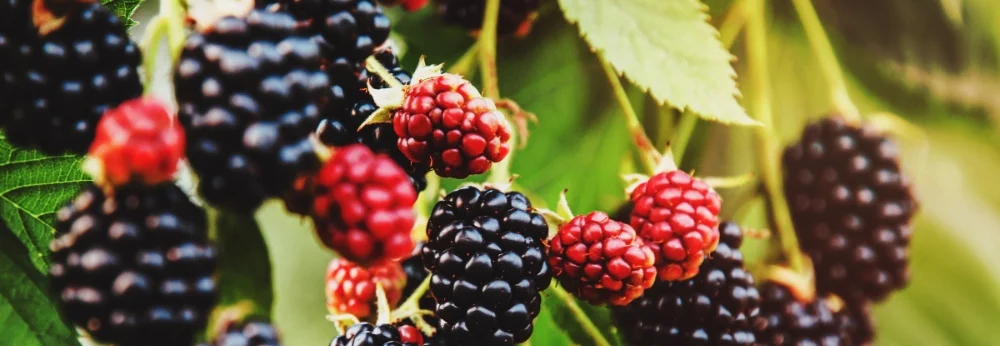 Reife und unreife Brombeeren an einem Zweig